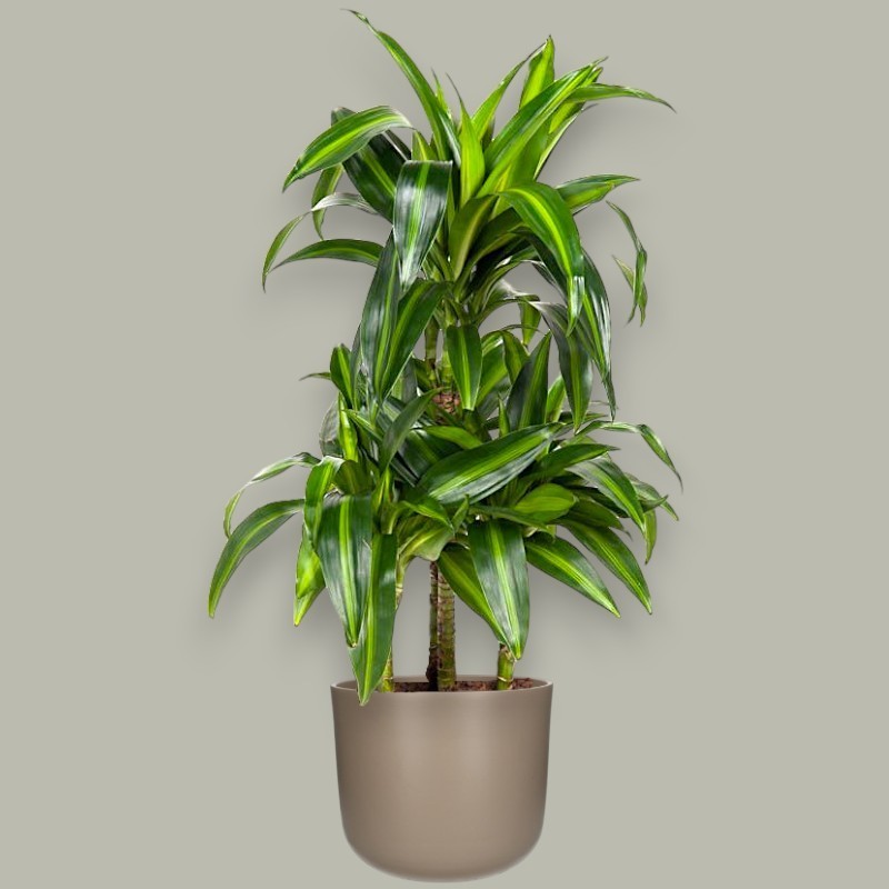 DRACAENA SUNSHINE V21 T4