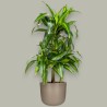 DRACAENA SUNSHINE V21 T4