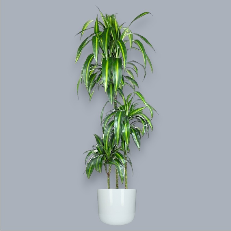 DRACAENA SUNSHINE V24 T3