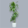 DRACAENA SUNSHINE V24 T3