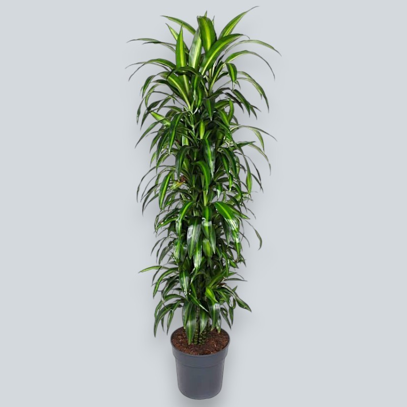 DRACAENA SUNSHINE V34 T8