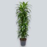 DRACAENA SUNSHINE V34 T8