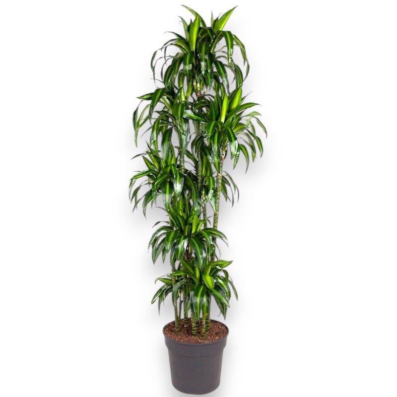 DRACAENA SUNSHINE V40 T10