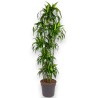 DRACAENA SUNSHINE V40 T10