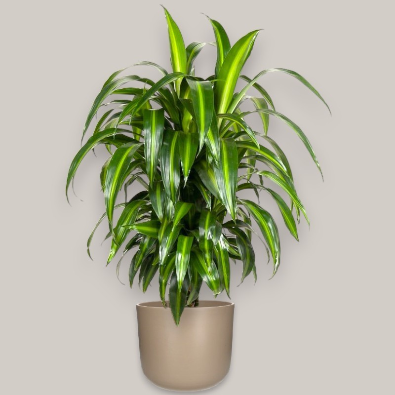 DRACAENA SUNSHINE V24 BRANCHED