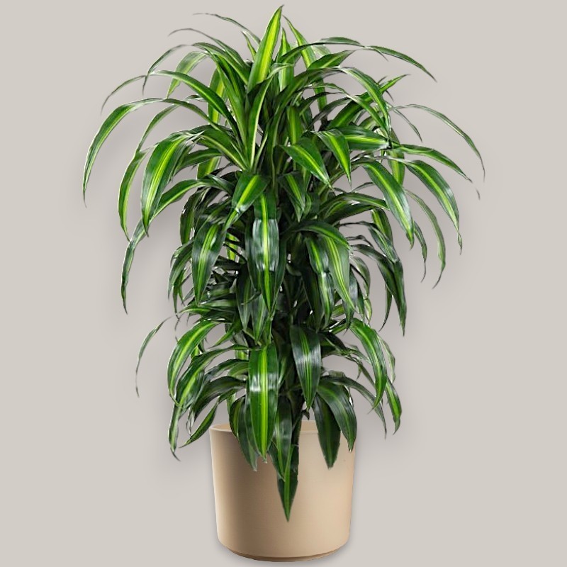 DRACAENA SUNSHINE V27 BRANCHED