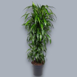 DRACAENA SUNSHINE V31 RAM.