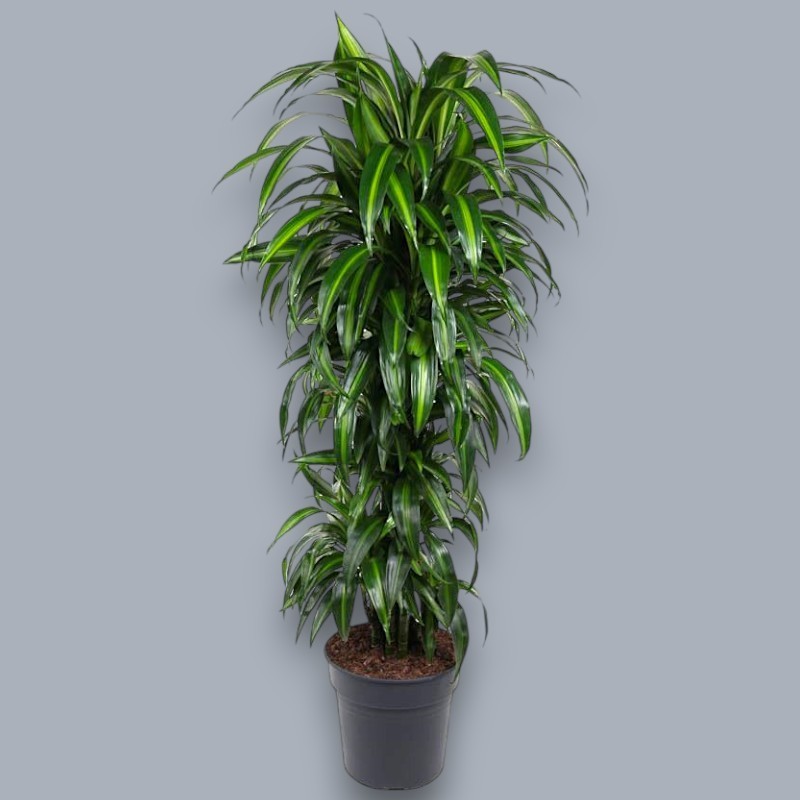 DRACAENA SUNSHINE V31 BRANCHED