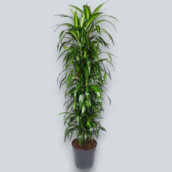 DRACAENA SUNSHINE V34 RAM.