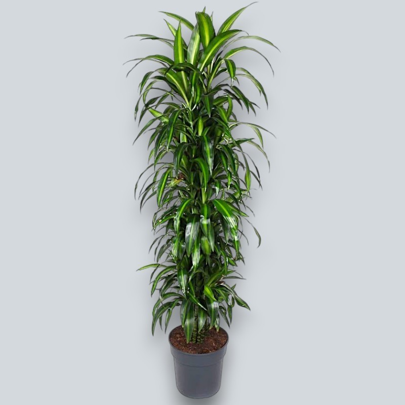 DRACAENA SUNSHINE V34 RAM.