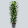 DRACAENA SUNSHINE V34 BRANCHED