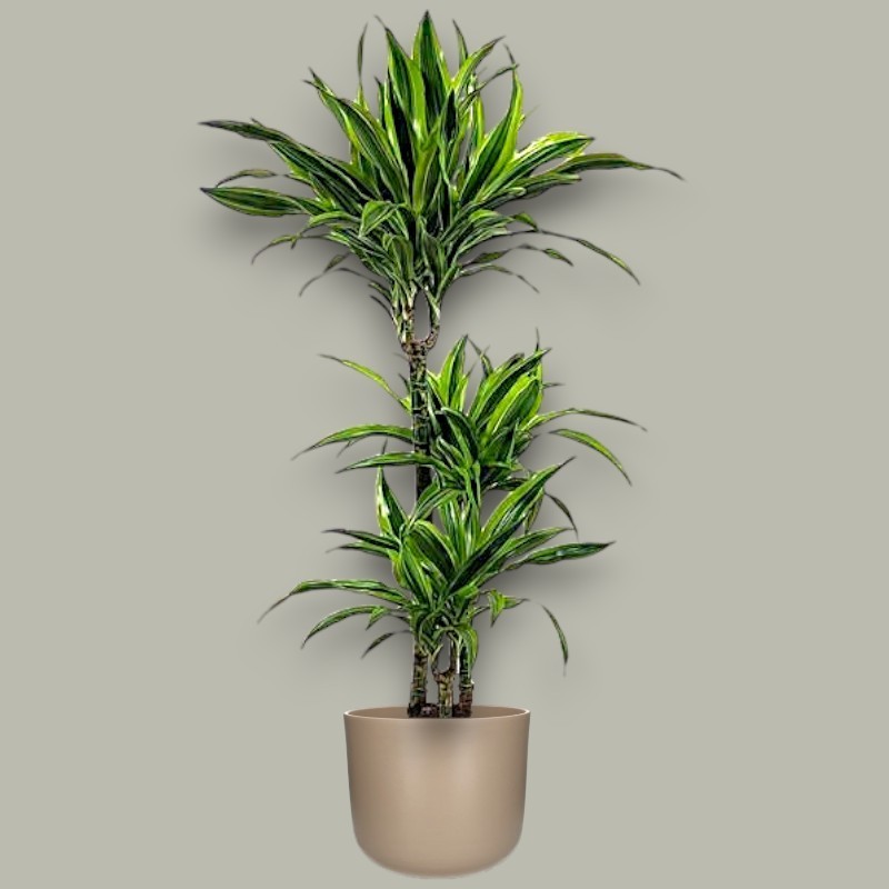 DRACAENA LEMON LIME V21 T3