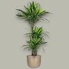 DRACAENA LEMON LIME V21 T3