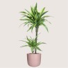 DRACAENA LEMON LIME V19 T2