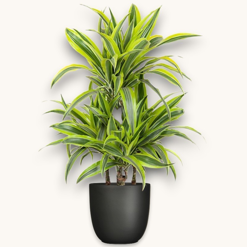 DRACAENA LEMON LIME V21 T4