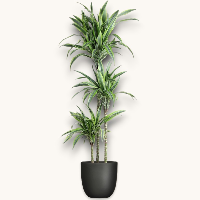 DRACAENA LEMON LIME V24 T3