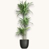 DRACAENA LEMON LIME V24 T3