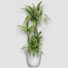 DRACAENA LEMON LIME V24 T5