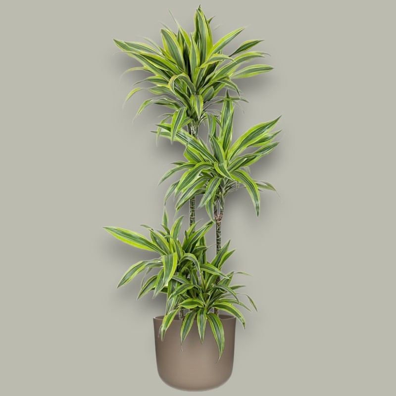 DRACAENA LEMON LIME V27 T4