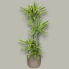 DRACAENA LEMON LIME V27 T4