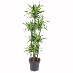 DRACAENA LEMON LIME V34 T7
