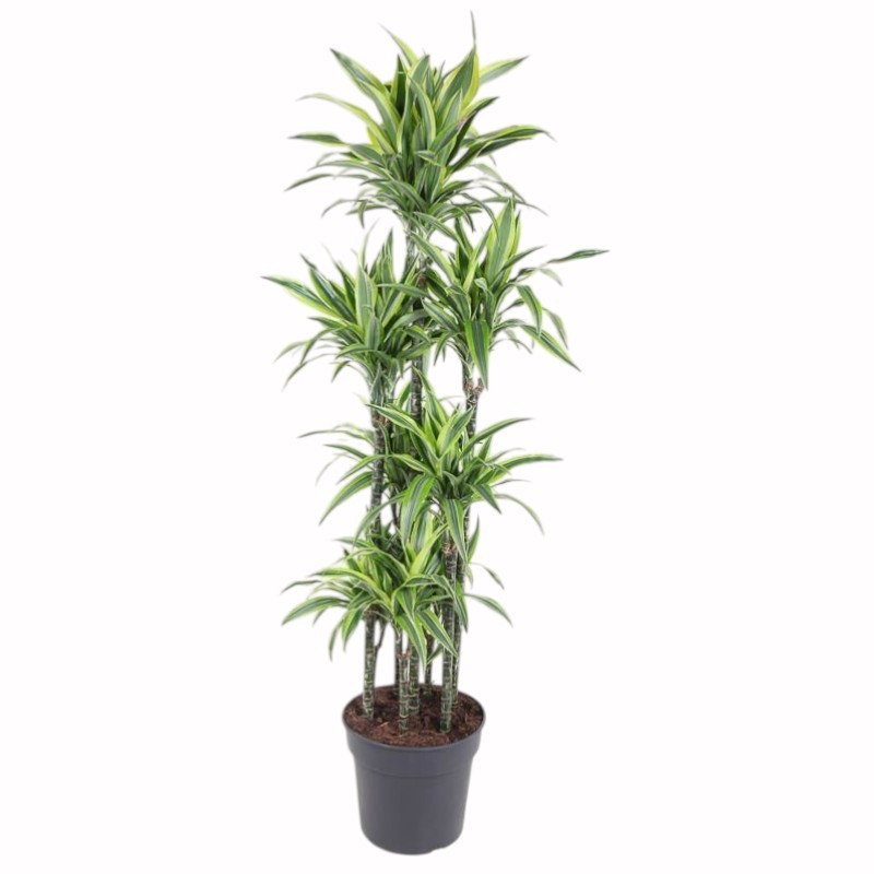 DRACAENA LEMON LIME V34 T7