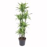 DRACAENA LEMON LIME V34 T7