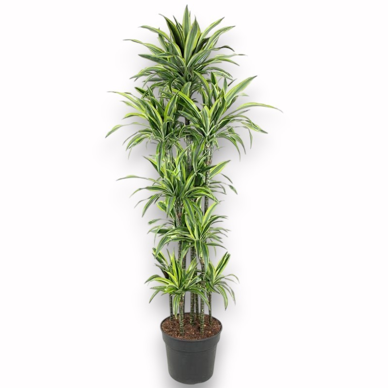 DRACAENA LEMON LIME V40 T10