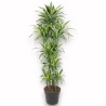 DRACAENA LEMON LIME V40 T10