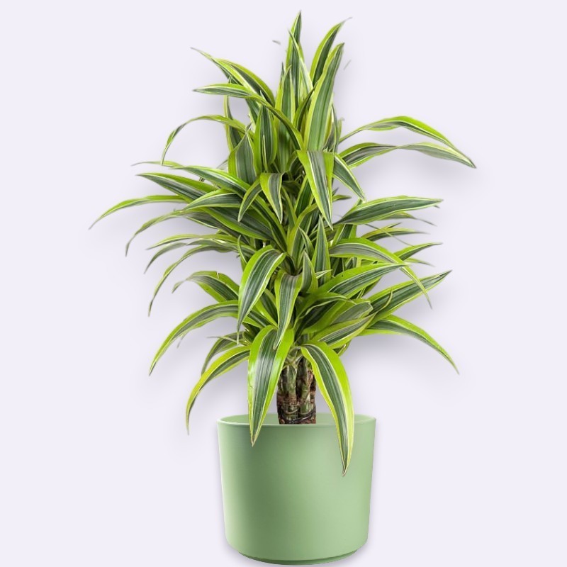 DRACAENA LEMON LIME V21 RAM.