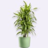 DRACAENA LEMON LIME V27 RAM.