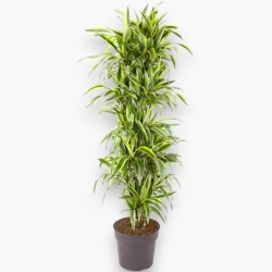 DRACAENA LEMON LIME V34 RAM.