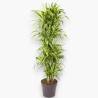 DRACAENA LEMON LIME V34 RAM.