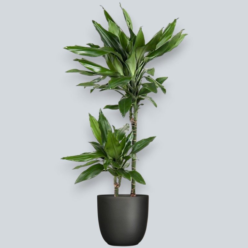DRACAENA JANET LIND V19 T2