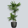 DRACAENA JANET LIND V19 T2