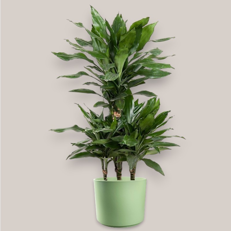 DRACAENA JANET LIND V21 T4