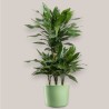 DRACAENA JANET LIND V21 T4