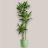 DRACAENA JANET LIND V24 T3