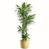 DRACAENA JANET LIND V27 T4