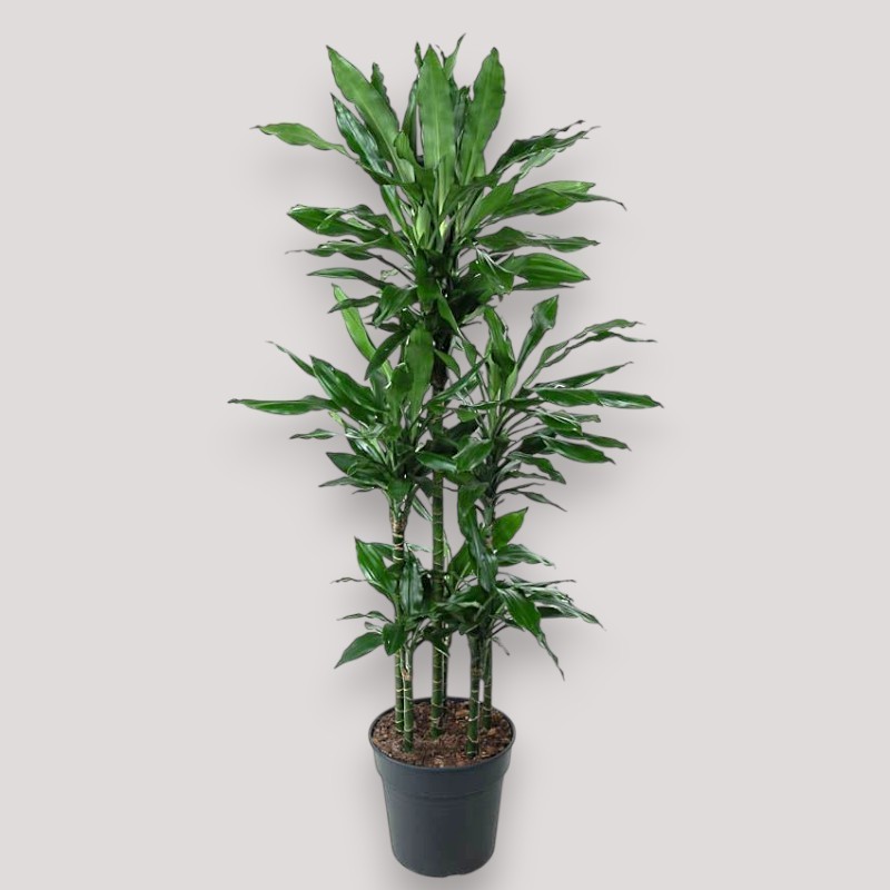 DRACAENA JANET LIND V31 T6