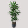 DRACAENA JANET LIND V31 T6