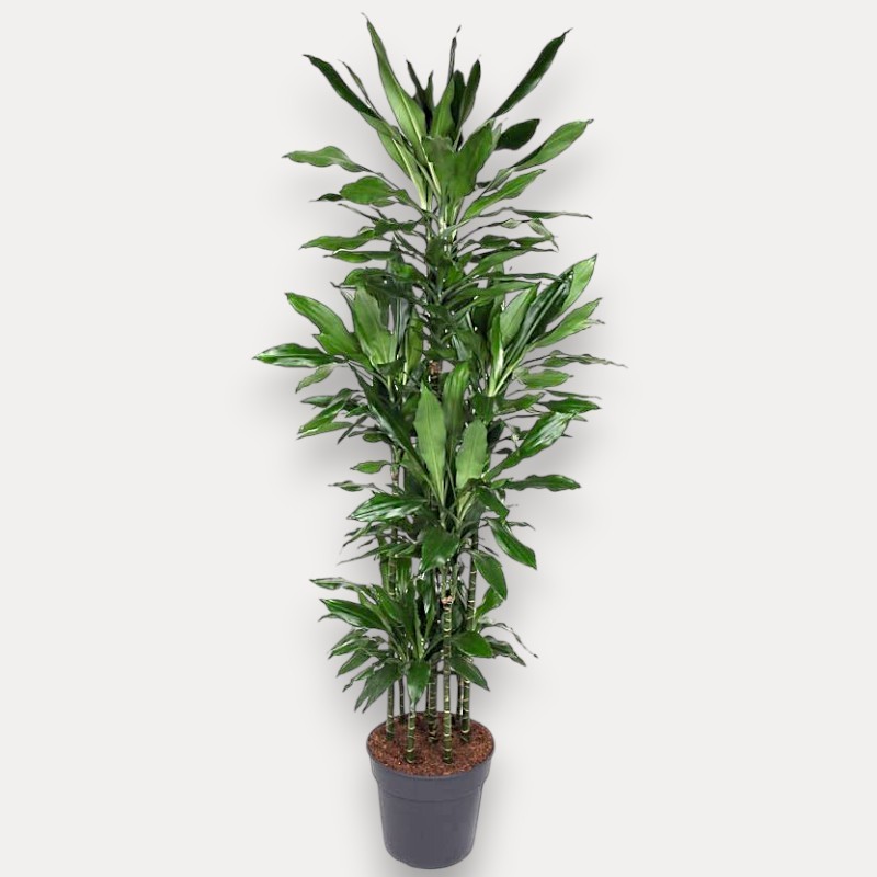 DRACAENA JANET LIND V34 T8
