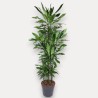 DRACAENA JANET LIND V34 T8