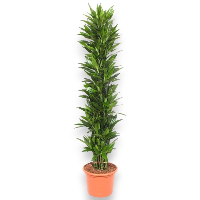 DRACAENA JANET LIND V40 T20
