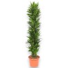 DRACAENA JANET LIND V40 T20