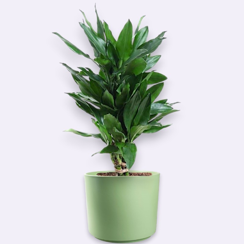 DRACAENA JANET LIND V21 RAM.