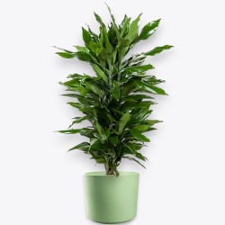 DRACAENA JANET LIND V24 RAM.