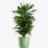 DRACAENA JANET LIND V24 BRA.