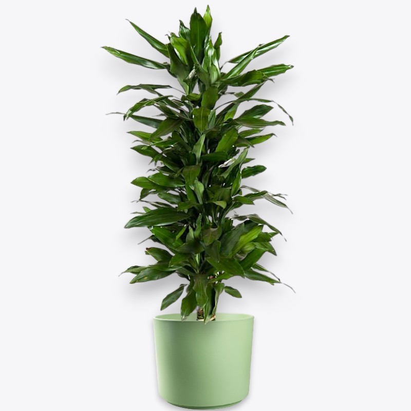 DRACAENA JANET LIND V27 BRA.