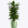 DRACAENA JANET LIND V27 RAM.